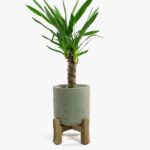Charlie Luxe Plant Pot